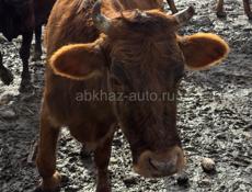 Нетель (первая беременность) 