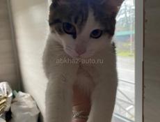 В ДОБРЫЕ РУКИ