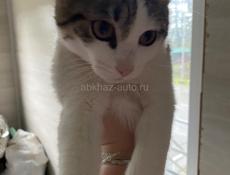 В ДОБРЫЕ РУКИ