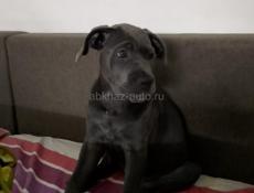 Кане корсо девочка 