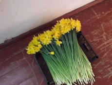 ПРОДАМ ЛАХАН И НАРДЦЫЗ 