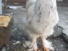 Брама на племя