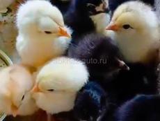 Цыплята