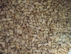 Продаётся фасоль