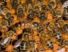 Куплю семью пчёл