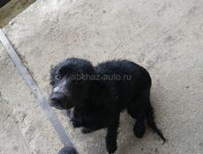 продам русский спаниель 