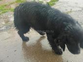 Продам спаниель не дорого 