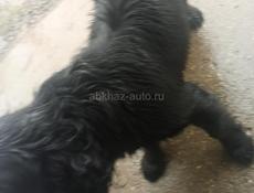 Продам спаниель не дорого