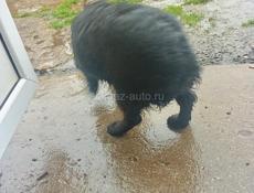 Продам спаниель не дорого