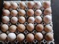 Продаются инкубационные яйца и цыплята Джерсидский Гигант