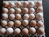 Продаются инкубационные яйца и цыплята Джерсидский Гигант