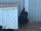 Продаются куры Джерсидский Гигант