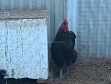 Продаются куры Джерсидский Гигант