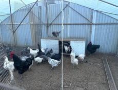 Продаются куры Джерсидский Гигант