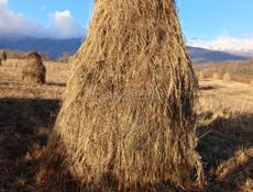 Продаю сено