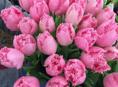 Тюльпаны оптом