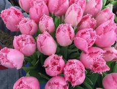 Тюльпаны оптом