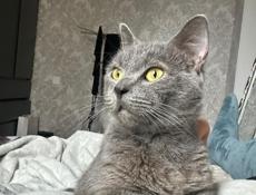 отдам в добрые руки 