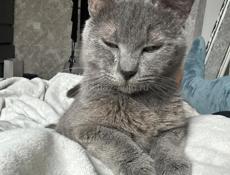 отдам в добрые руки