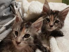 Цена снижена на чистокровных мейн-кунов