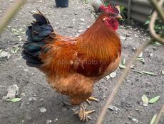 Продаются петухи породы брамма 