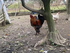 Продаются петухи породы брамма