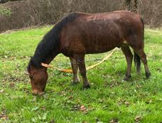 Лошадь мерин 