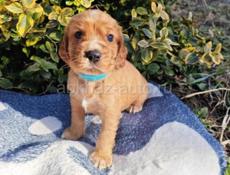 Продаются щенки Спаниель 💞💞💞💞💞💞💞💞💞💞