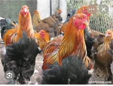 Петухи породы Брама