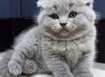Куплю вислоухого котенка.