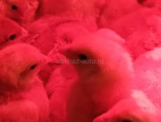 Цплята породистые