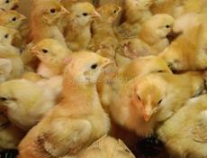 Цплята породистые