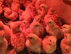 Цплята породистые