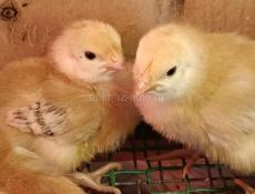 Цплята породистые