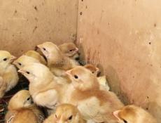 Цплята породистые