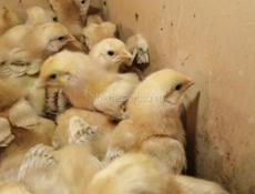 Цплята породистые