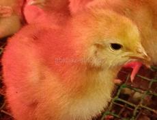 Цплята породистые