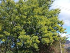 Куплю нераскрытую мимозу