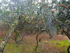 ПРАДАЖА ИЛИ АБМЕН УЧАСТОК