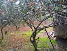 ПРАДАЖА ИЛИ АБМЕН УЧАСТОК