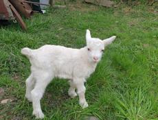 Продаются козлята