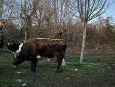 Продаю 2 быка!