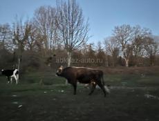 Продаю 2 быка!