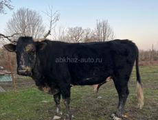 Продаю 2 быка!