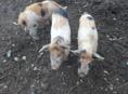 Продаю поросят 