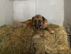 Вырастил сам, 4 года, на половину бельгиец, в добрыеруки.