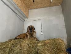 Вырастил сам, 4 года, на половину бельгиец, в добрыеруки.