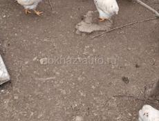 Прадажа куриц и петухов