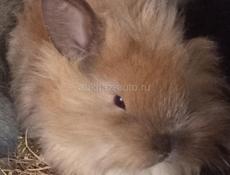 Карликовые кролики.