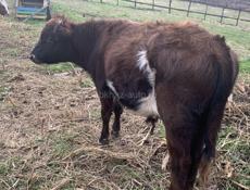 Продаётся бычок 